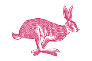 Immoklassik - wissen, wie der Hase läuft